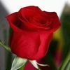 lizeth1210